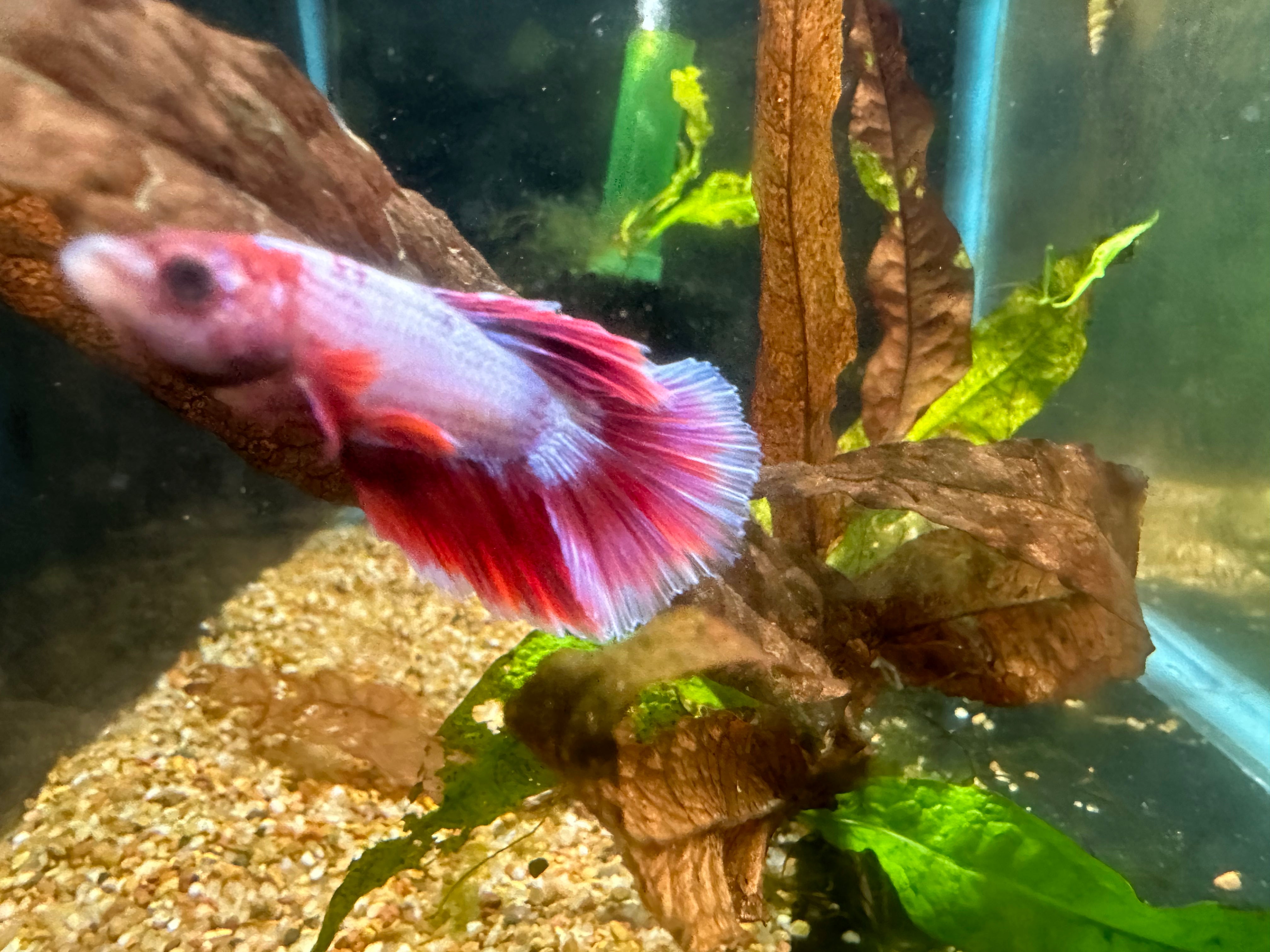 Wysiwyg best sale betta fish