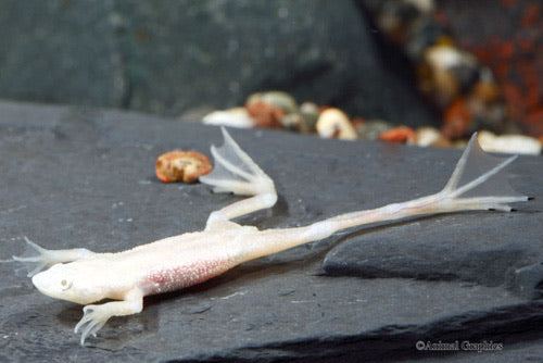 Blonde hot sale dwarf frog