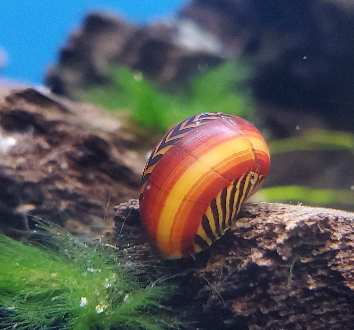 Red Racer Nerite Snails (Pack of 3)