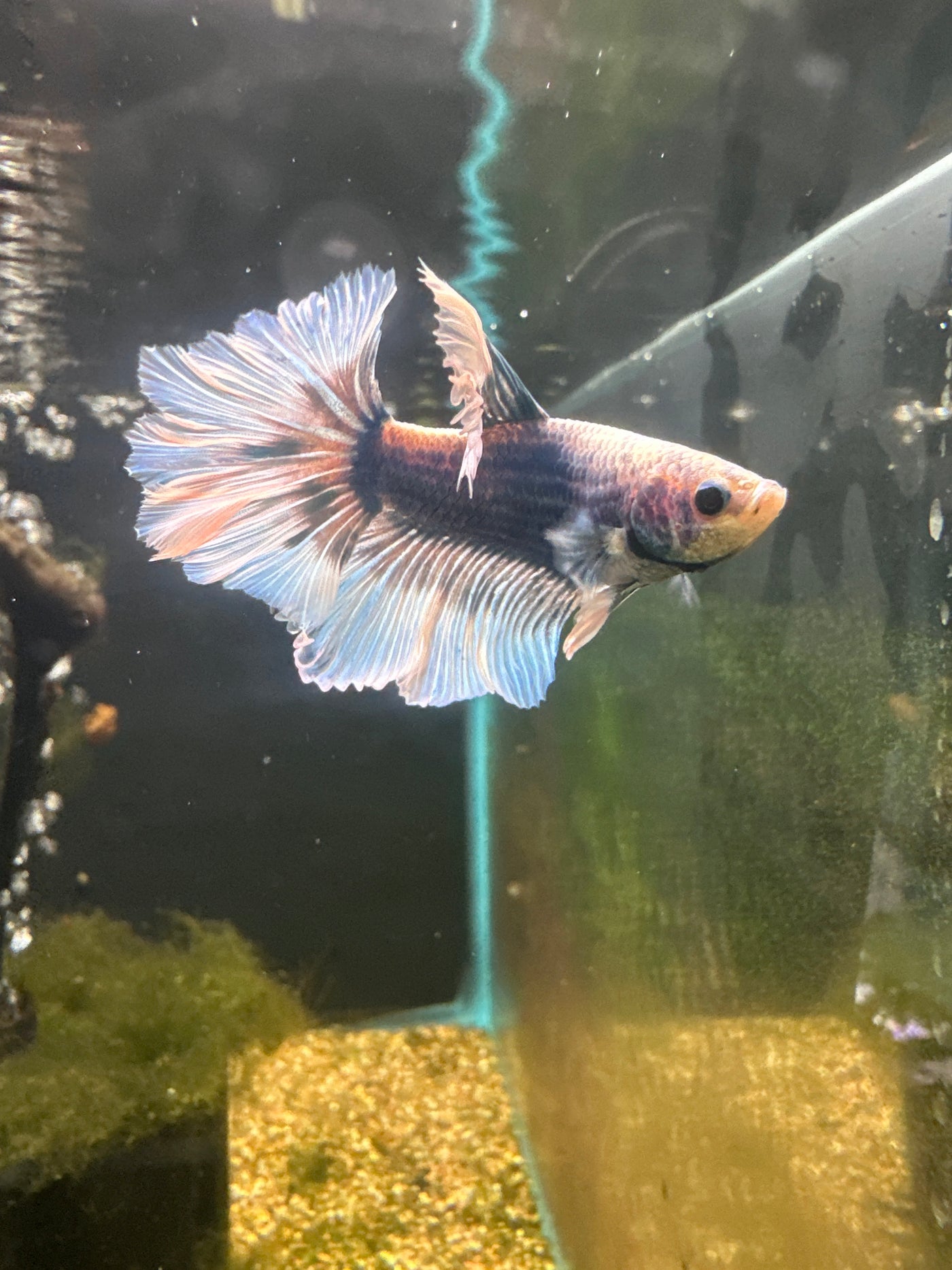 Halfmoon Rosetail Betta Male BT2D