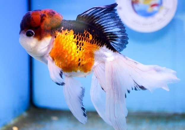 Panda Oranda Goldfish 3 - 3.5"