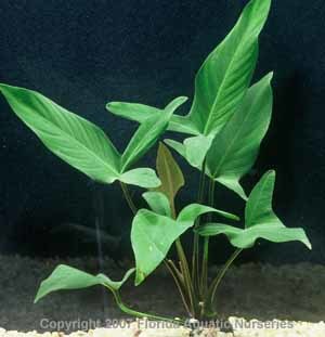 Anubias Hastifolia Potted