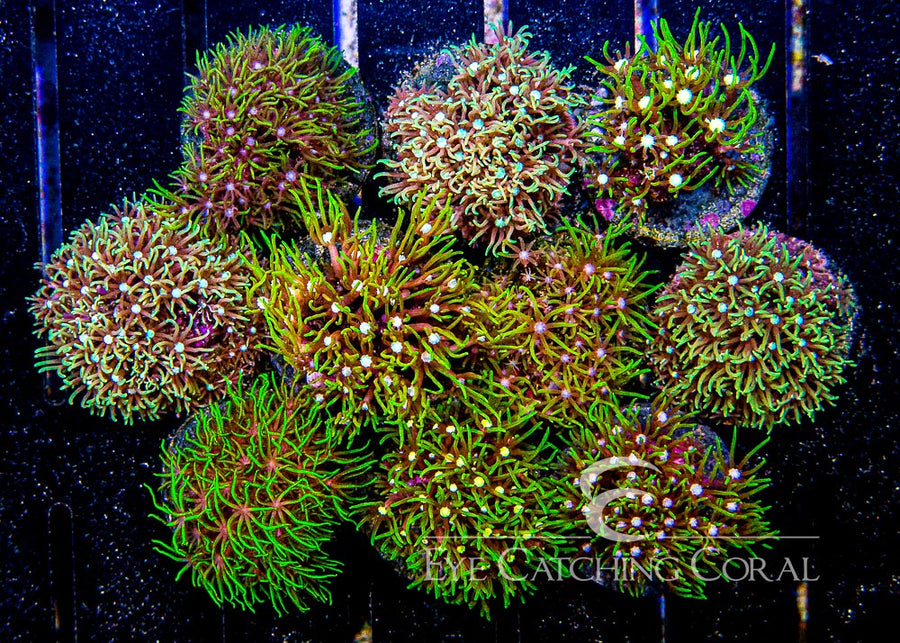 ECC Green Star Polyp Frag