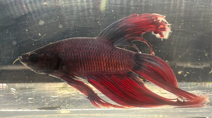 Halfmoon Male Betta BT2A