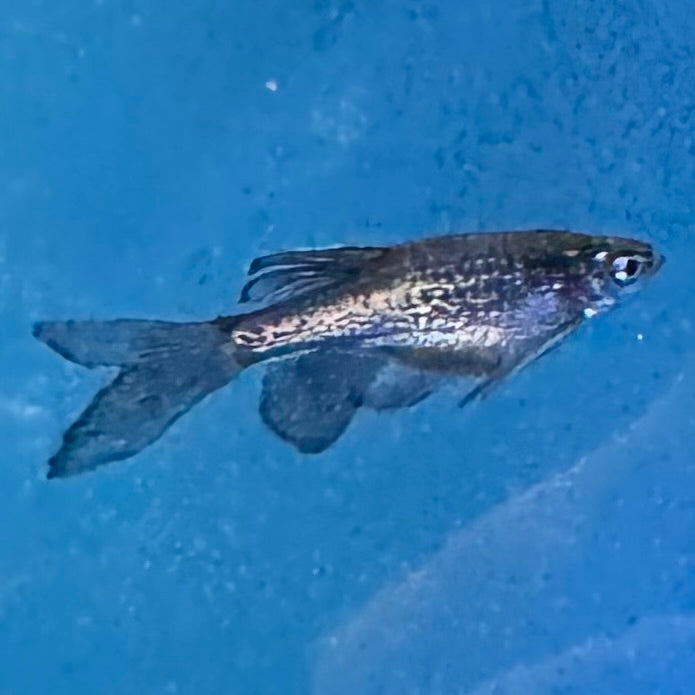 Longfin Blue Danio