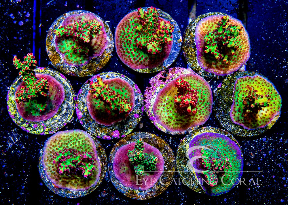 ECC Aussie ShortcakeAcropora Frag