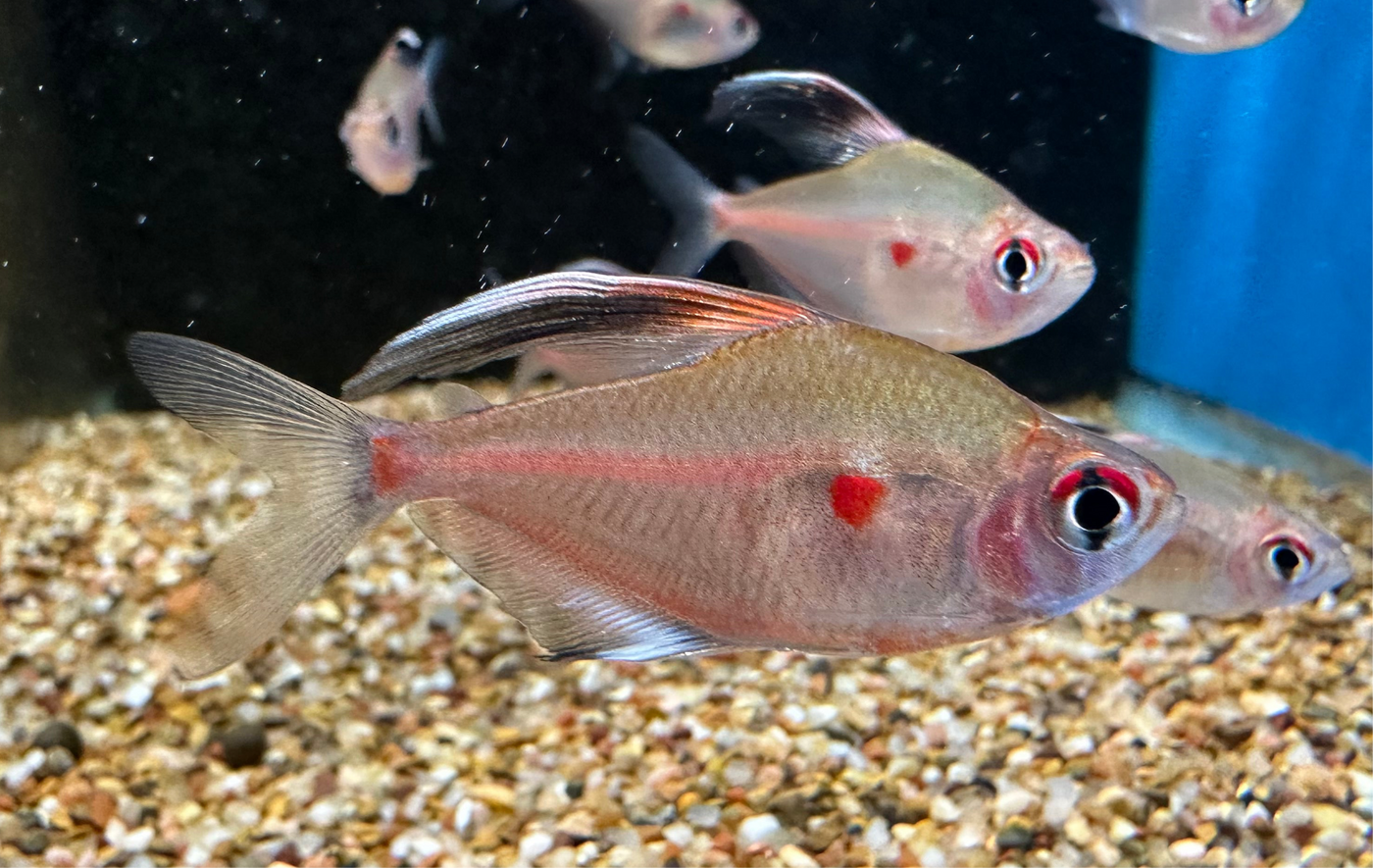 Bleeding Heart Tetra