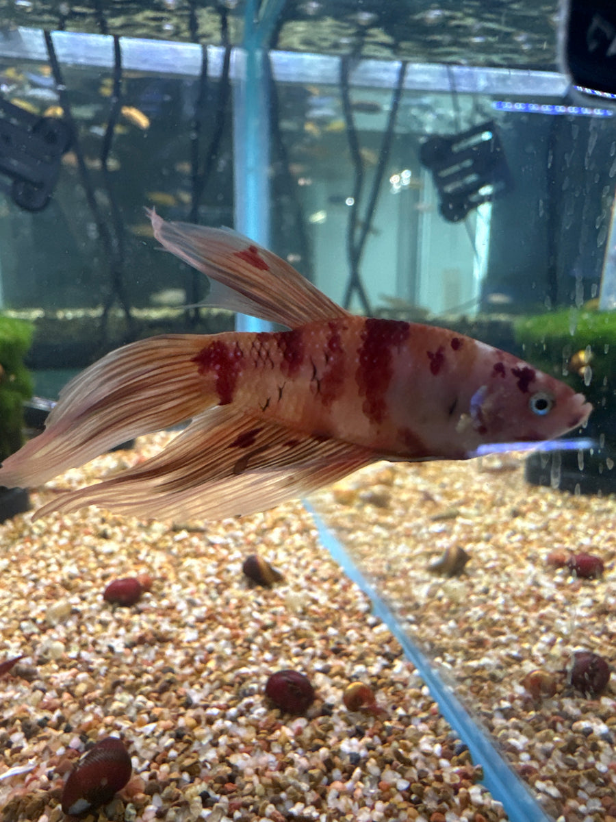 Koi Betta Female