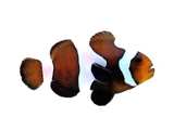 Chocolate Wide-bar Ocellaris Clownfish (Pair)