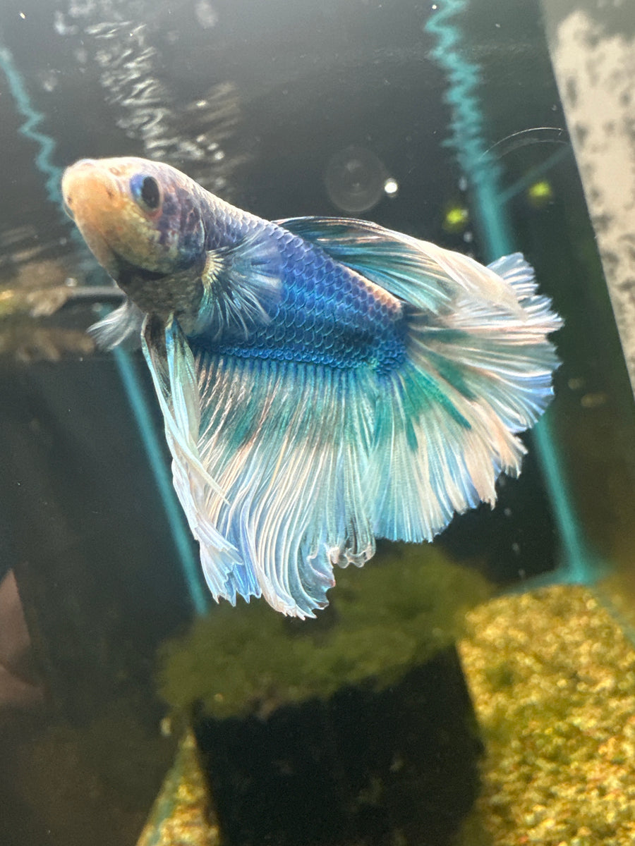 Halfmoon Rosetail Betta Male BT2D