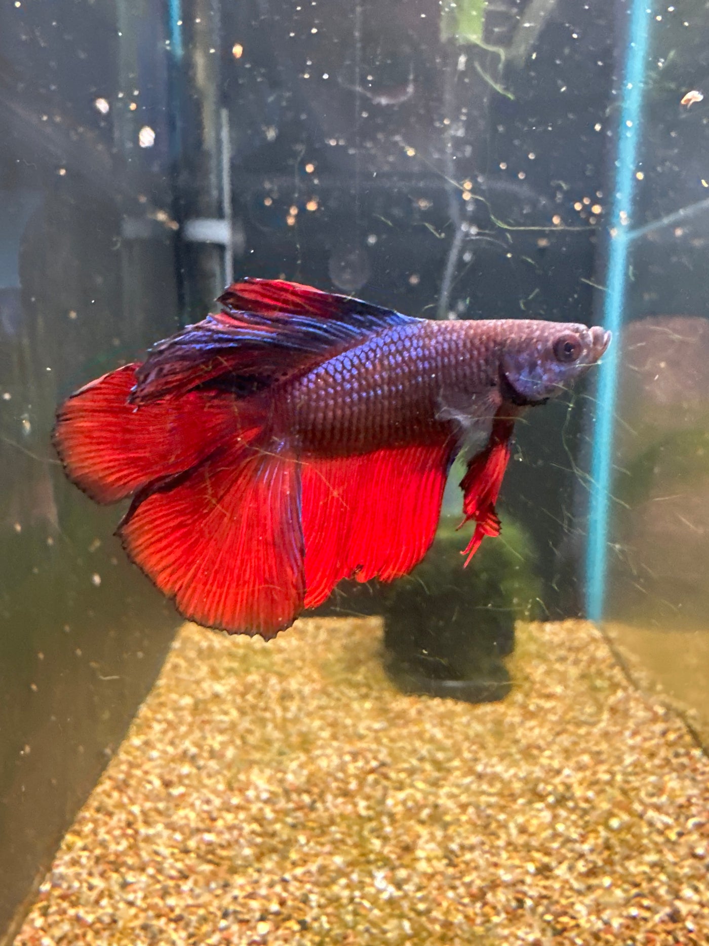 Halfmoon Male Betta BT2A