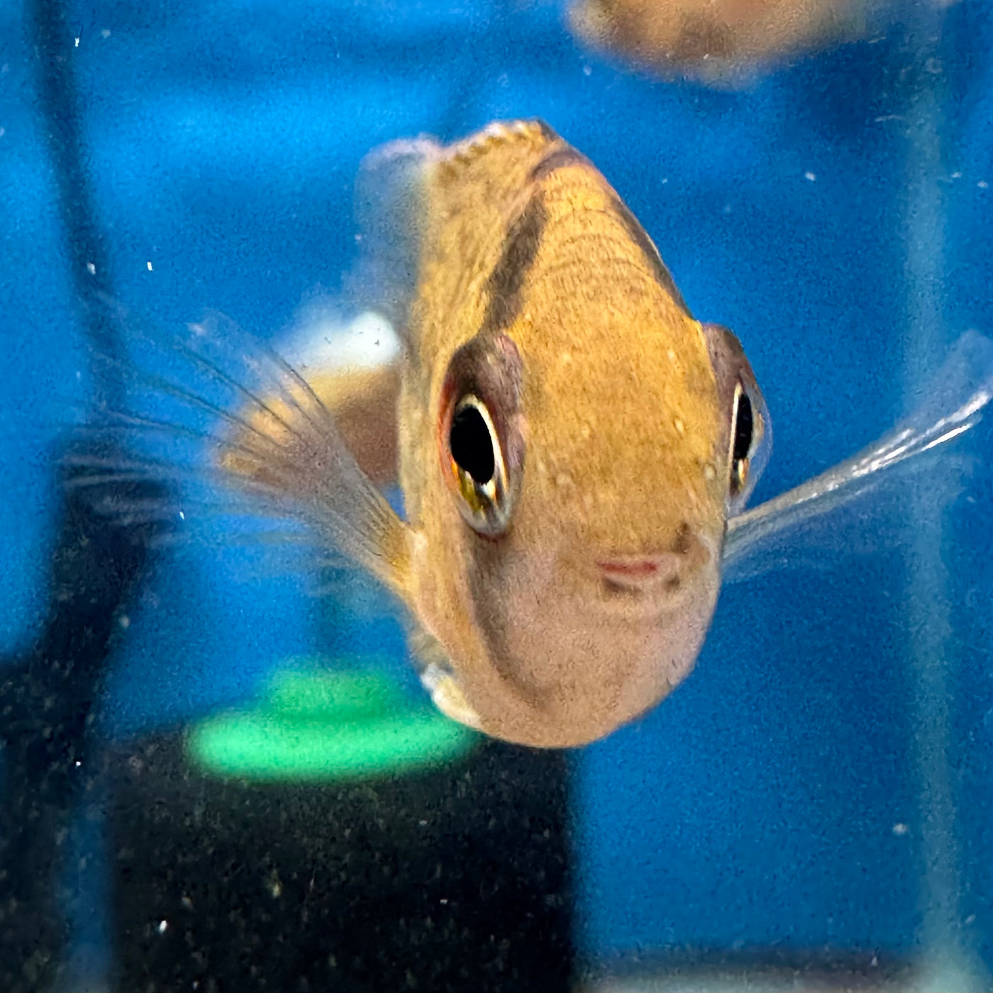 Keyhole Cichlid