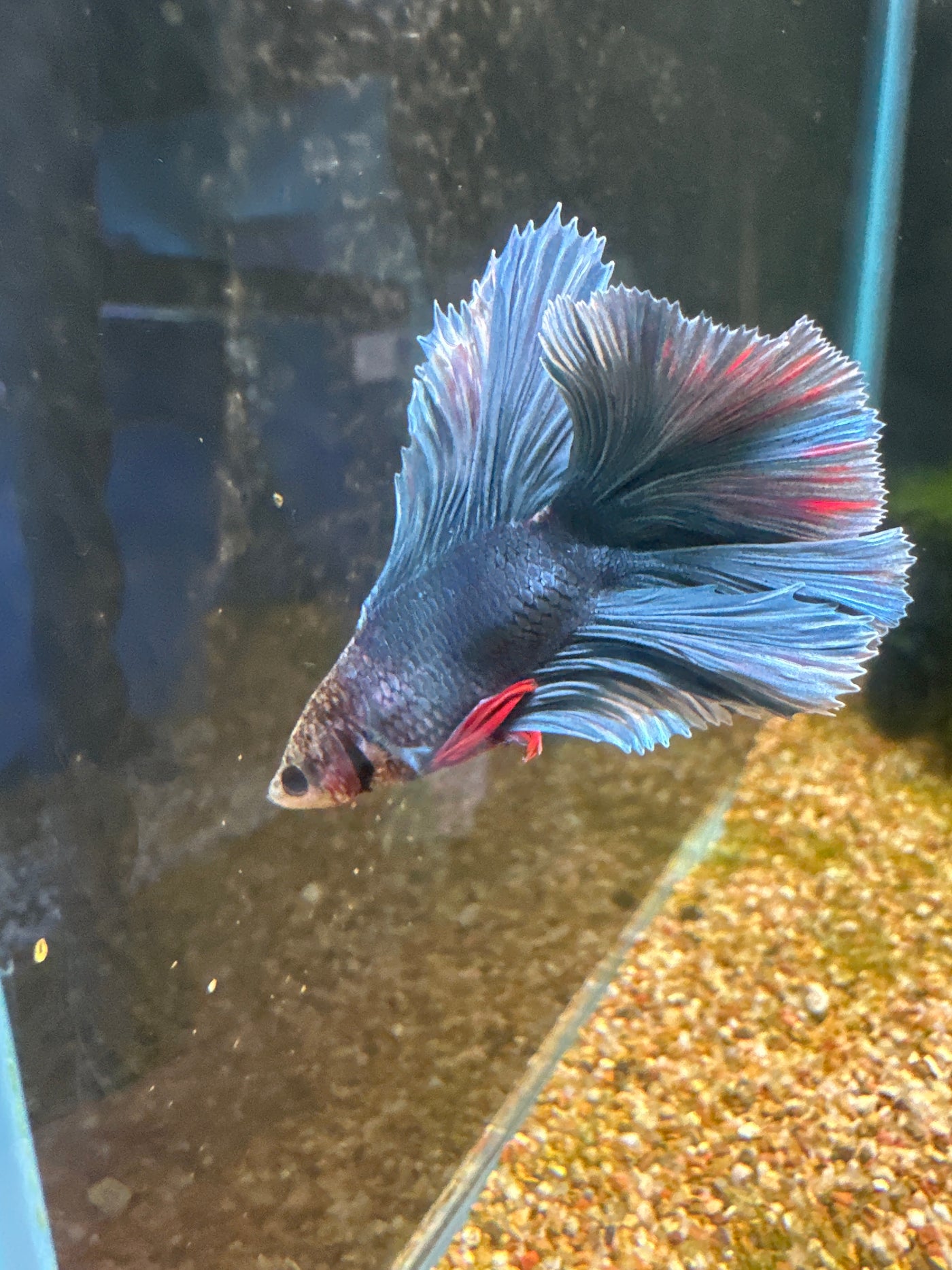 Halfmoon Male Betta BT2B