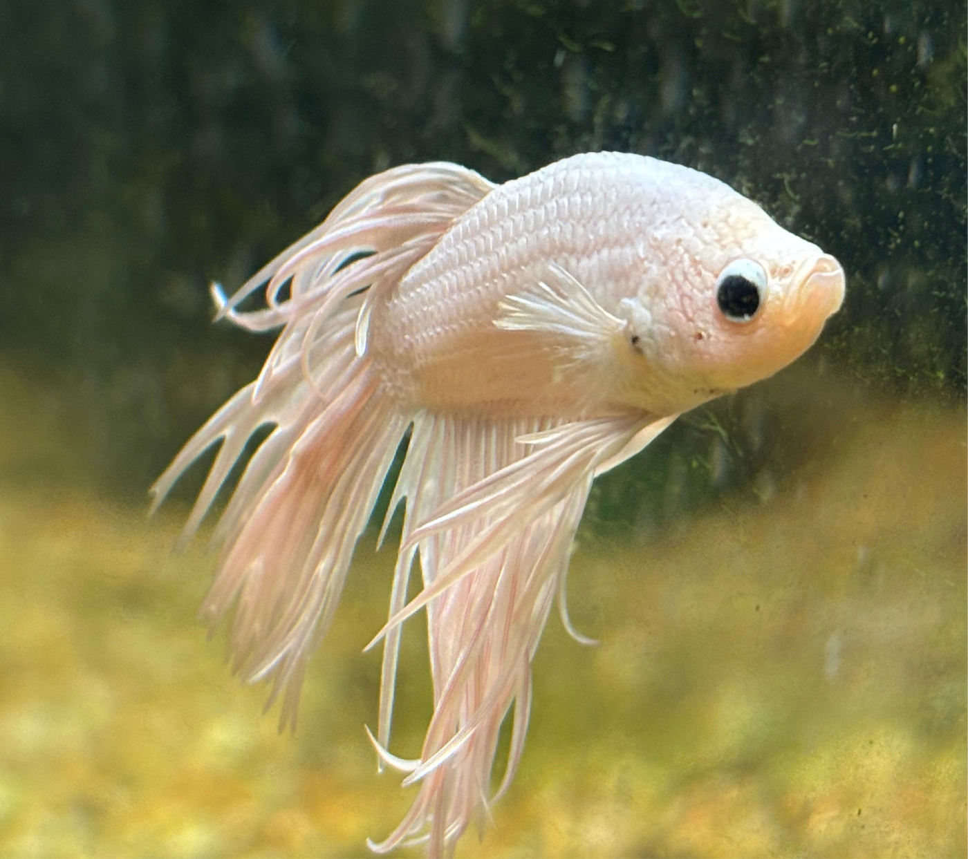 Platinum White Male Betta WYSIWYG BT1B