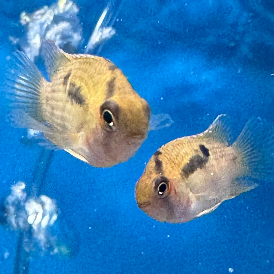 Keyhole Cichlid