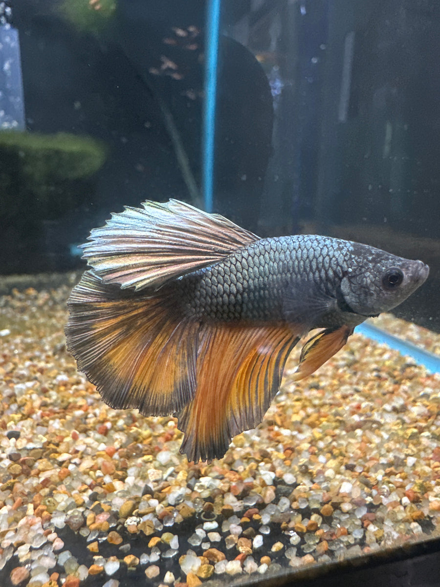 Mustard Gas Male Betta BT2D