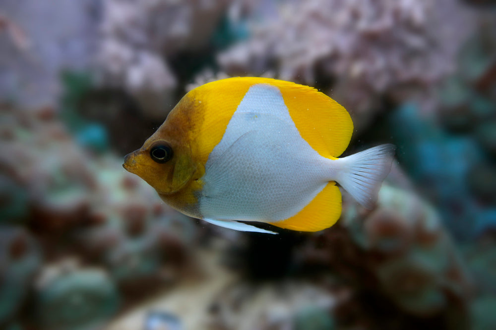 Yellow Pyramid Butterflyfish