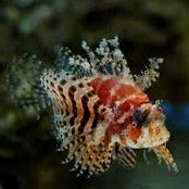 Fuzzy Dwarf Lionfish 2.5 - 3"