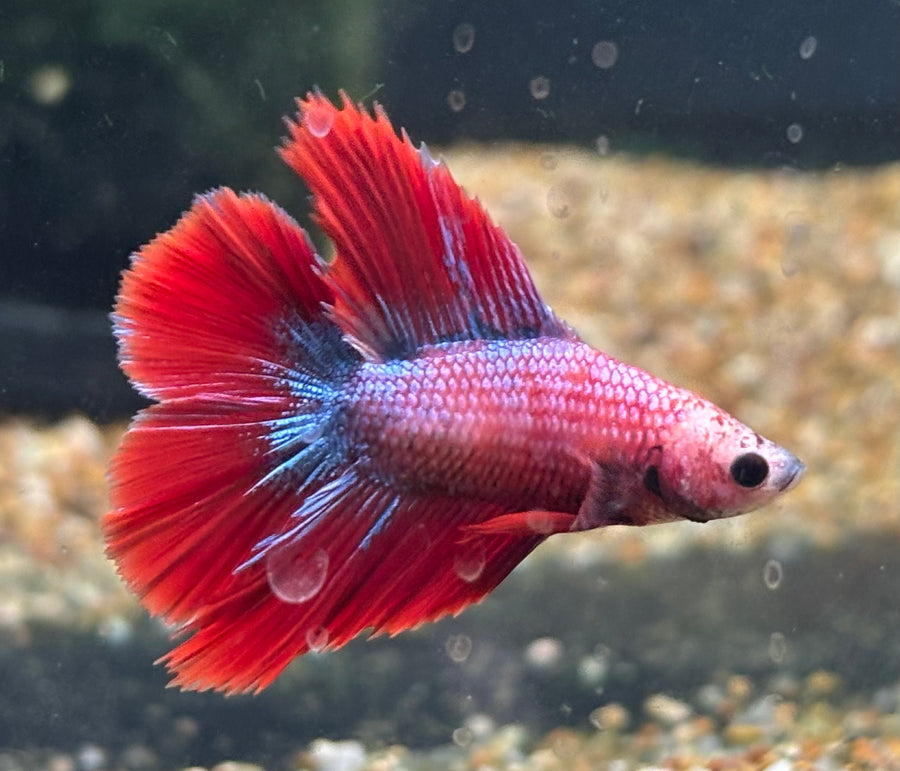 Halfmoon Male Betta BT2A