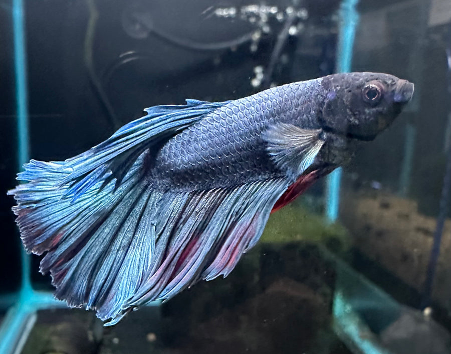 Male Betta BT1C