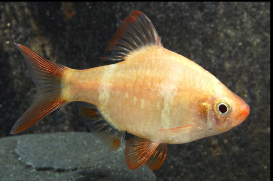 Albino Tiger Barb