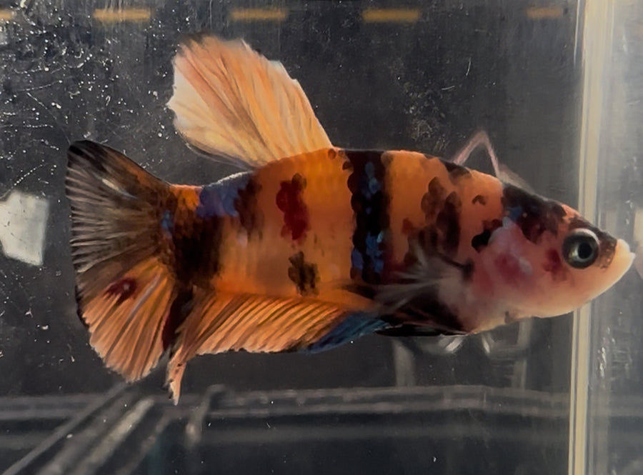 Koi Male Betta BT2C