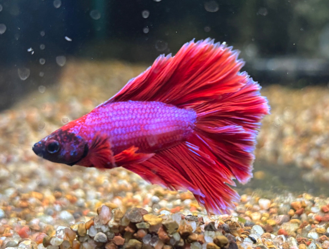 Halfmoon Male Betta BT2B