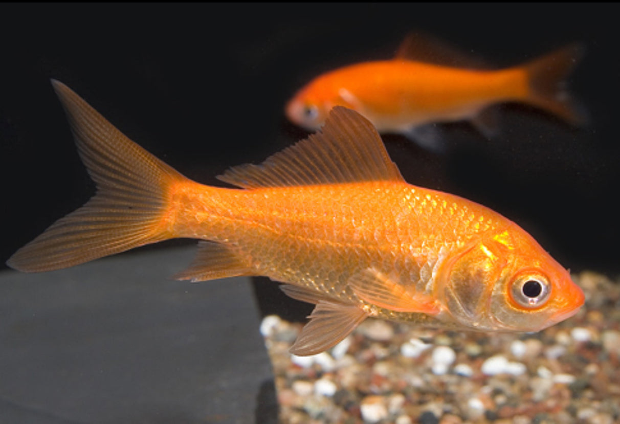 Feeder Comet Goldfish