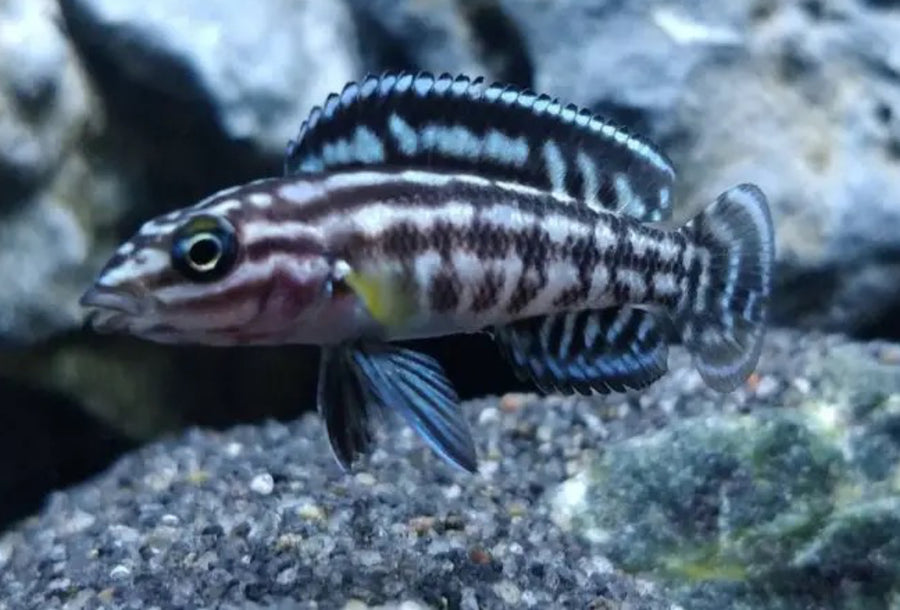 Julidochromis marlieri