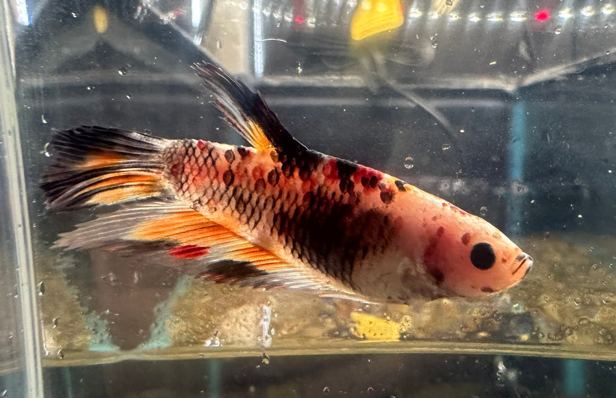 Koi Betta Female