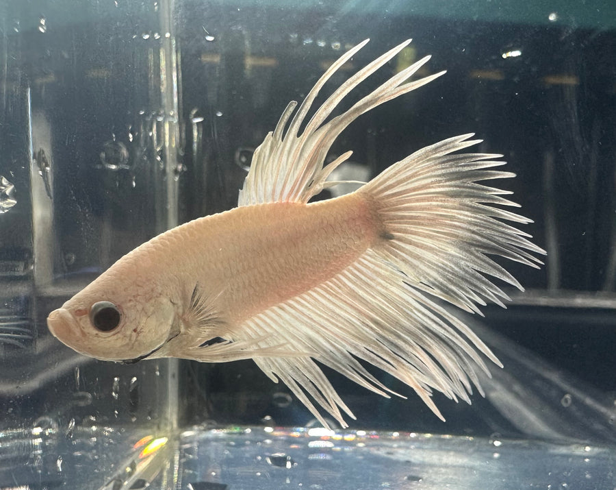 Platinum White Male Betta WYSIWYG BT1B