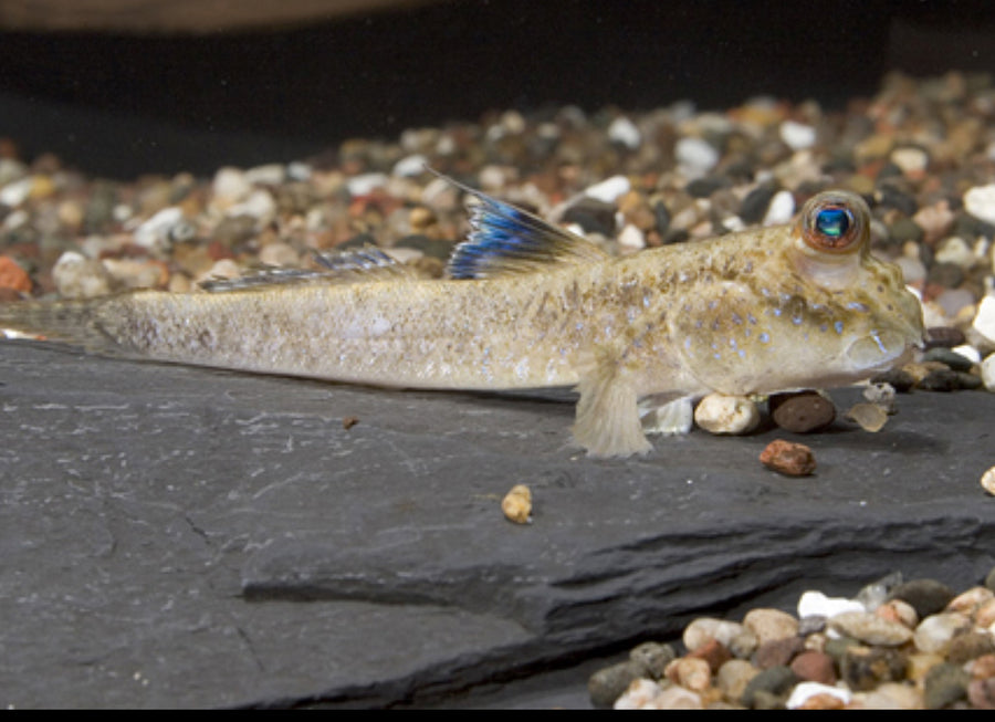 African Mudskipper (Special Order)