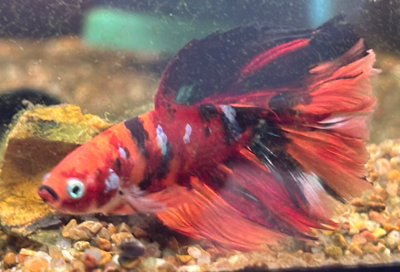 Koi Male Betta BT2C