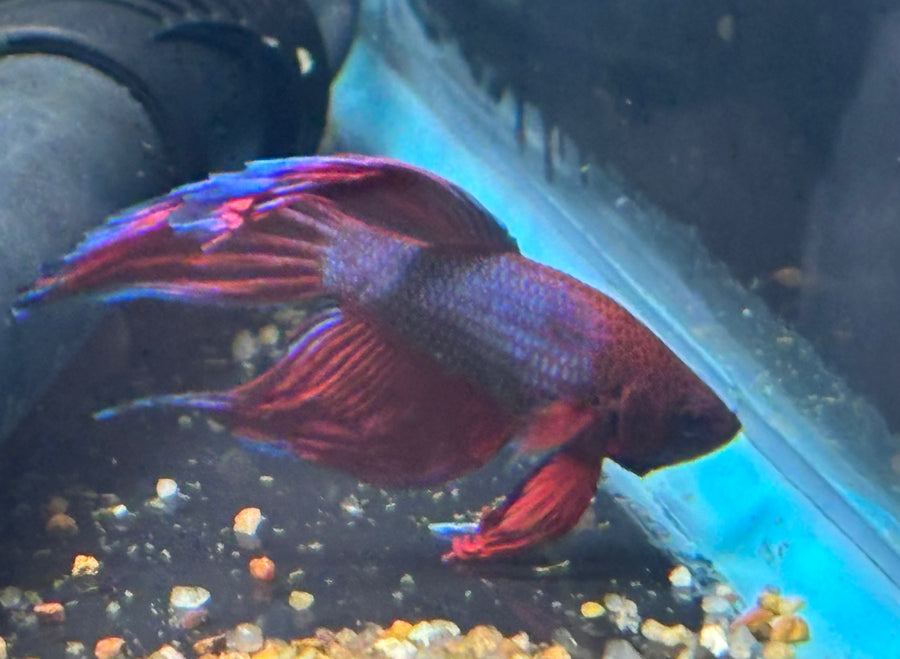 Male Betta BT1E