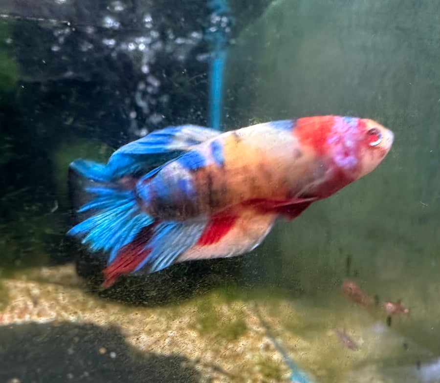 Multicolor Candy Male Betta BT2B