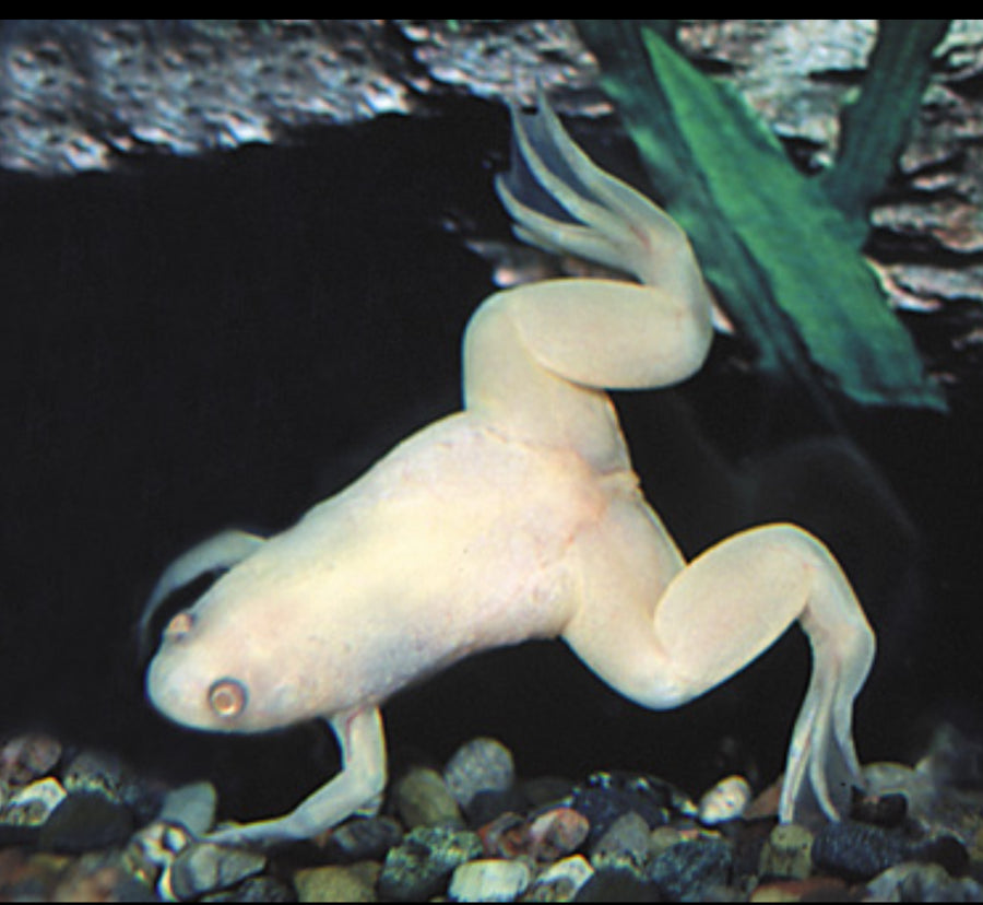 Albino African Clawed Frog (Special Order)