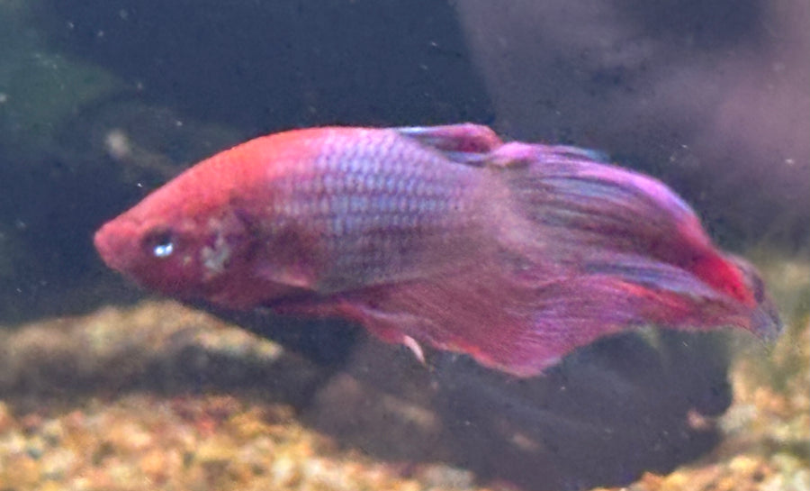 Male Betta BT1C