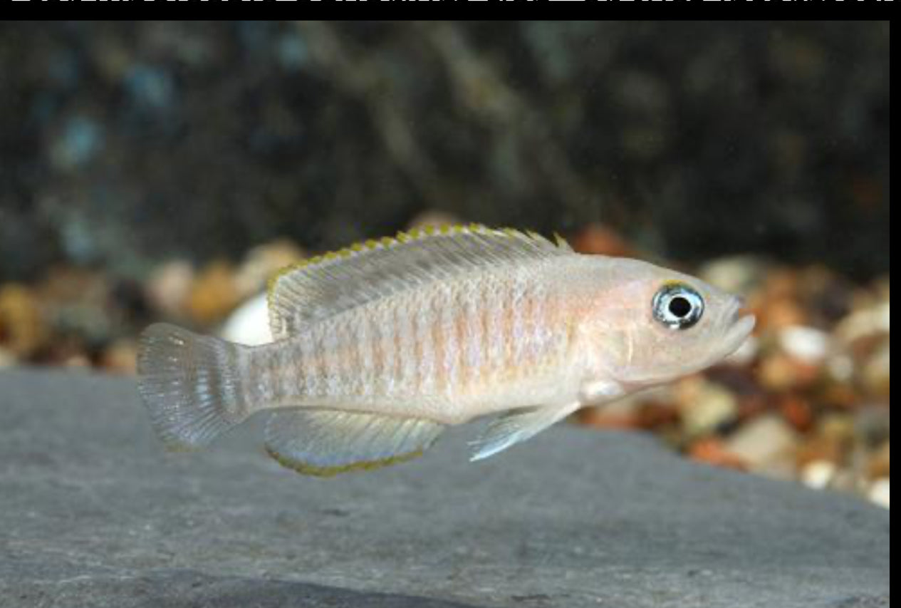 Neolamprologus Multifasciatus Cichlid (unsexed)