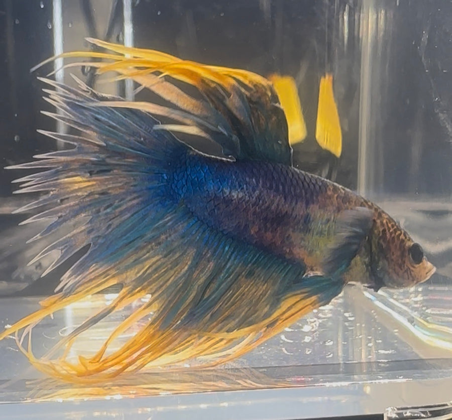 Crownetail Male Betta BT1C