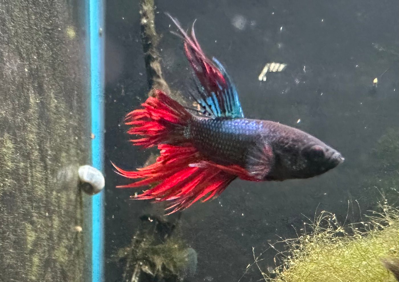 Crownetail Male Betta BT1D