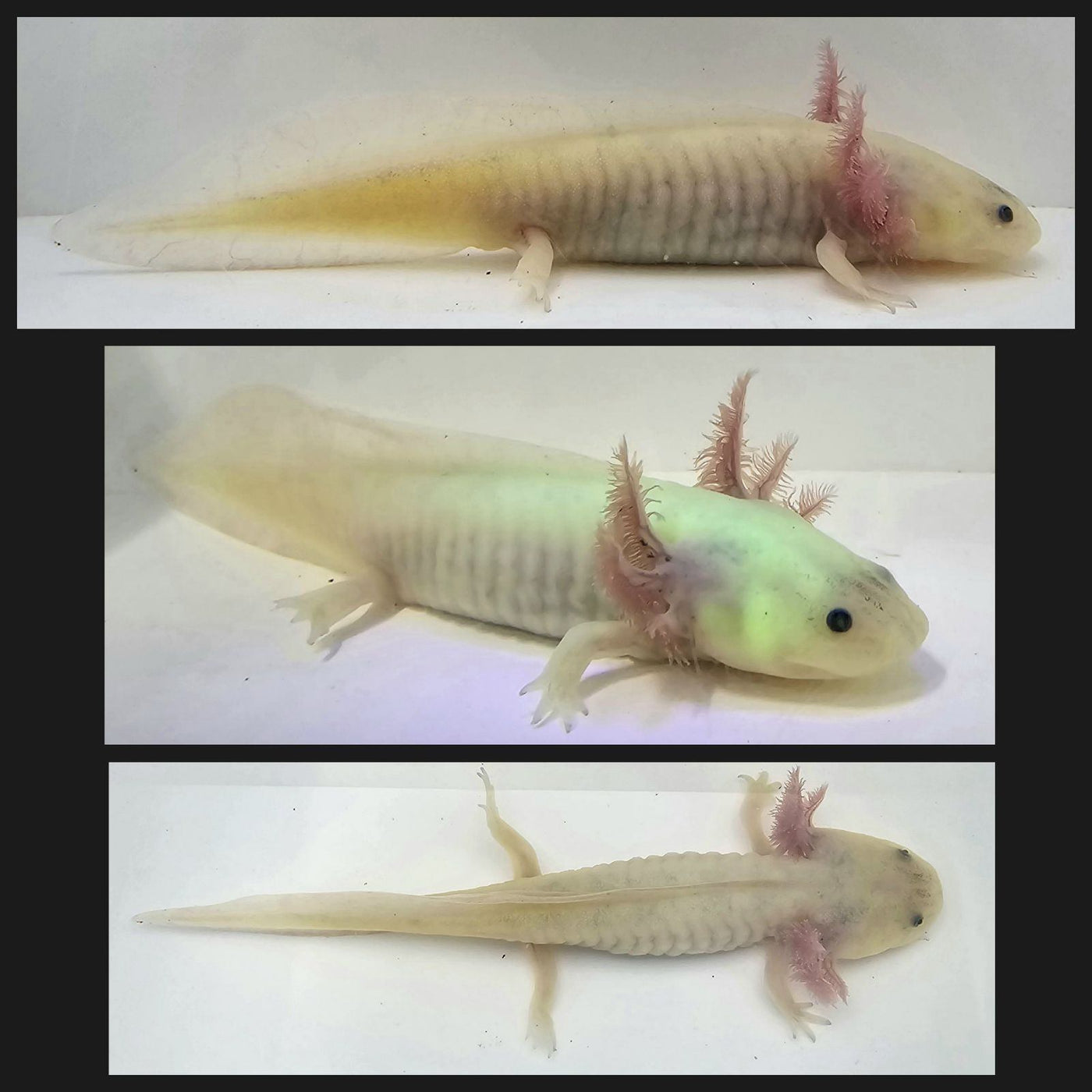 GFP Axolotl (Leucistic) 5 inch