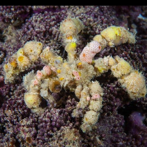 Decorator Crab