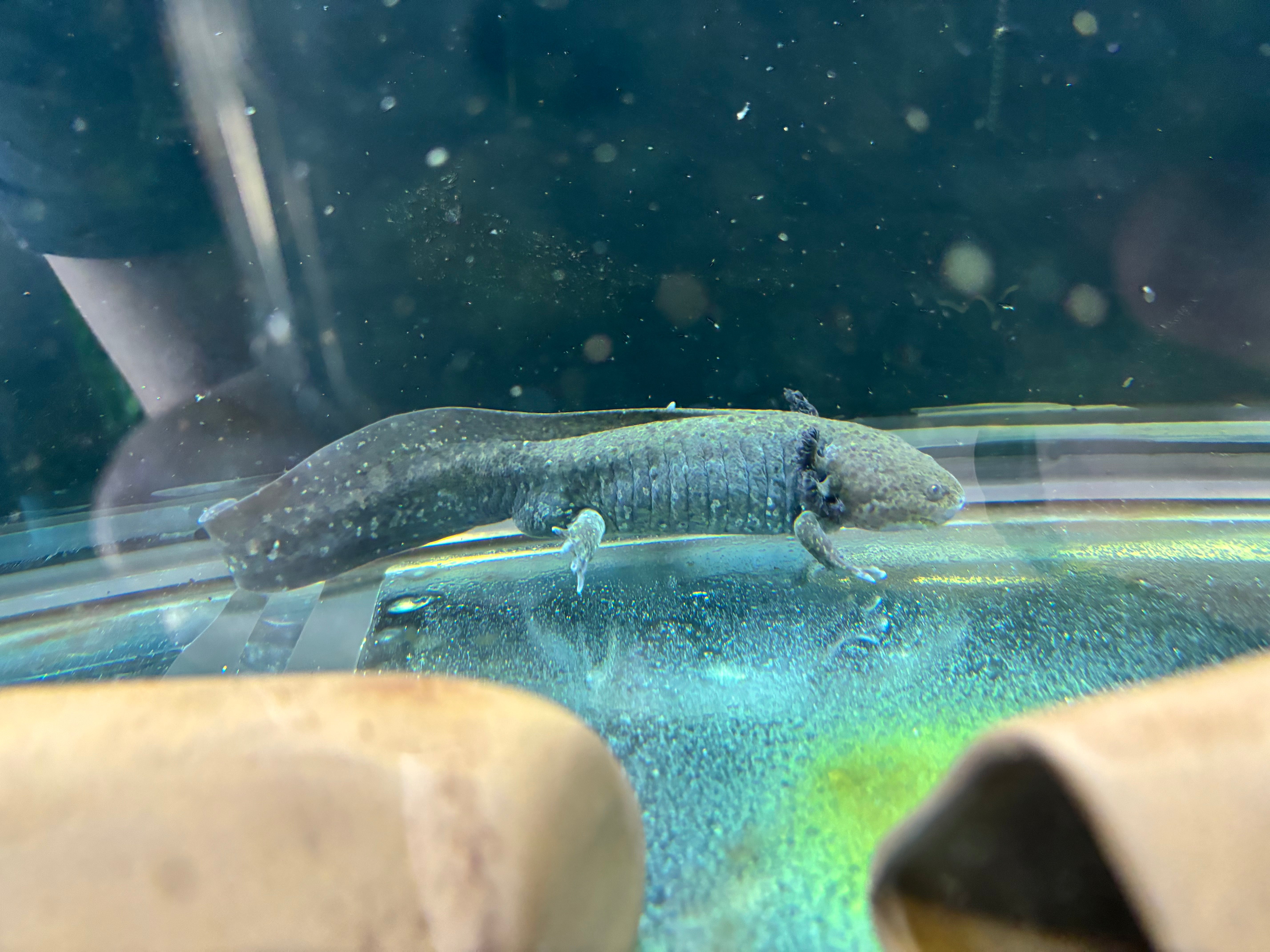 Axolotl Wild Type (Regular) 8" - 10"