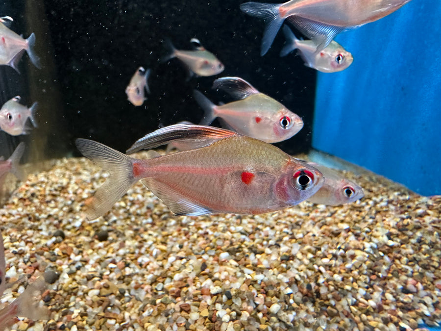 Bleeding Heart Tetra