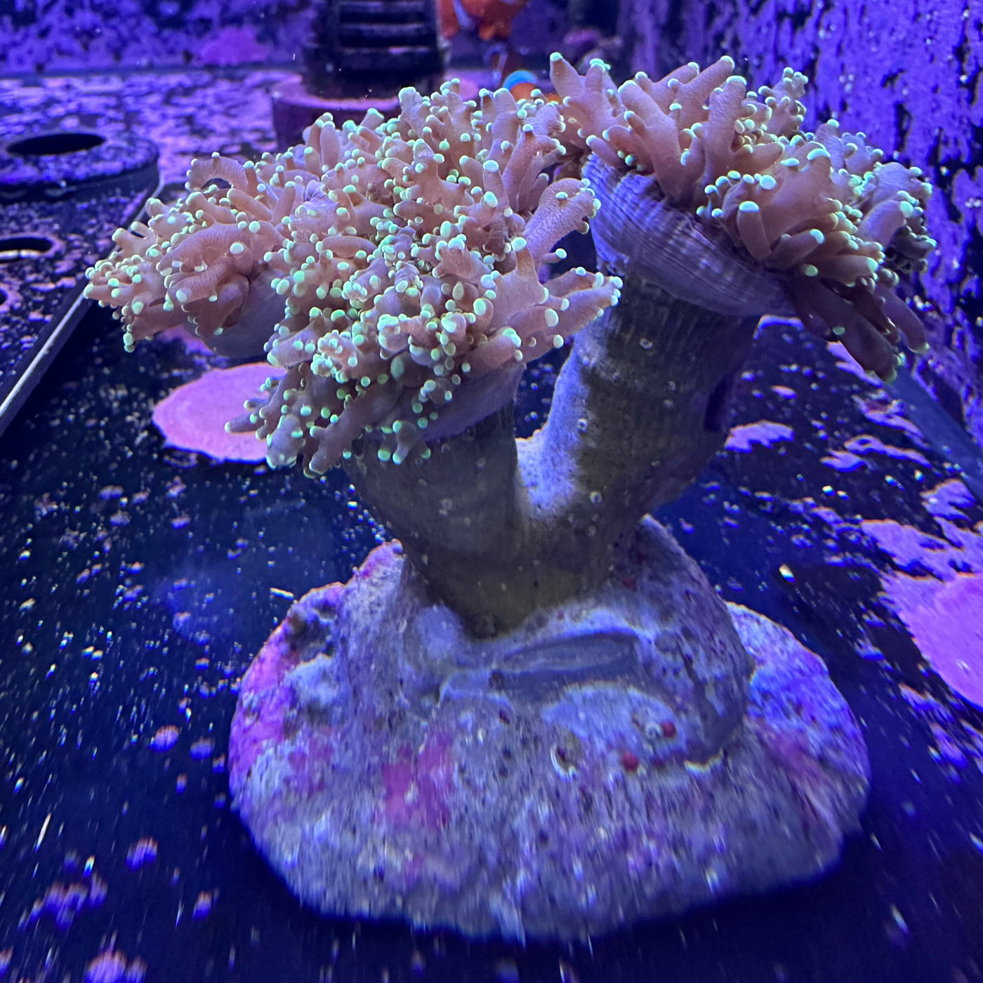 Green Branching Frogspawn - 3 Heads