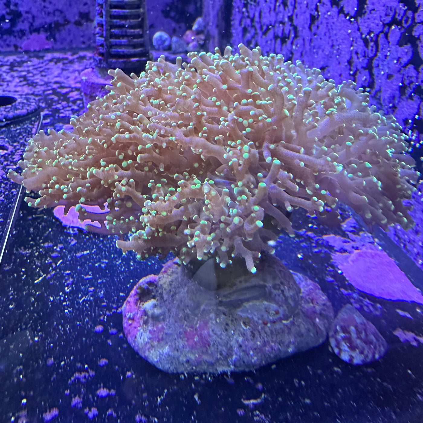 Green Branching Frogspawn - 3 Heads