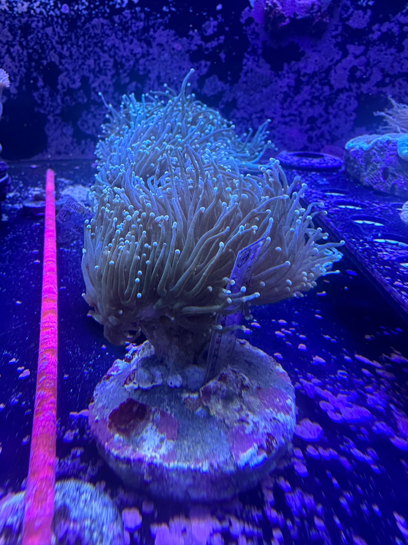 Green Torch Coral