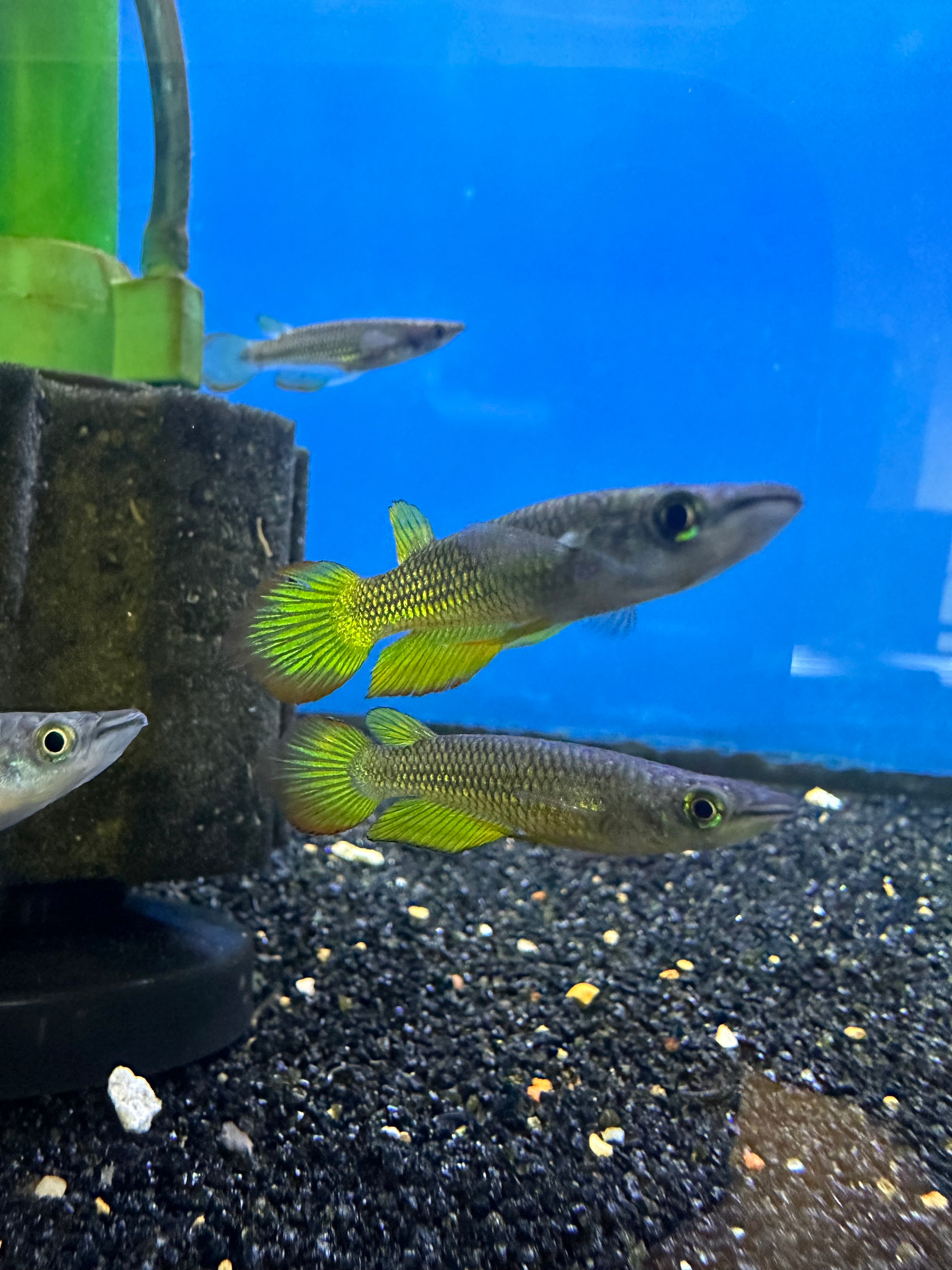 Golden Wonder Killifish