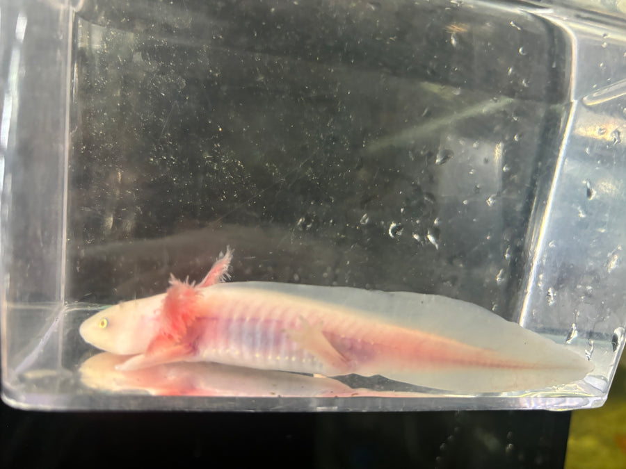 SA Leucistic Axolotl 4" - 6"