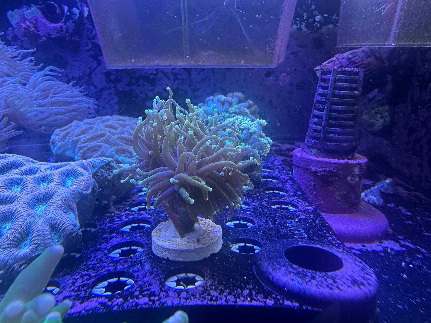 Dragon Soul Torch Coral